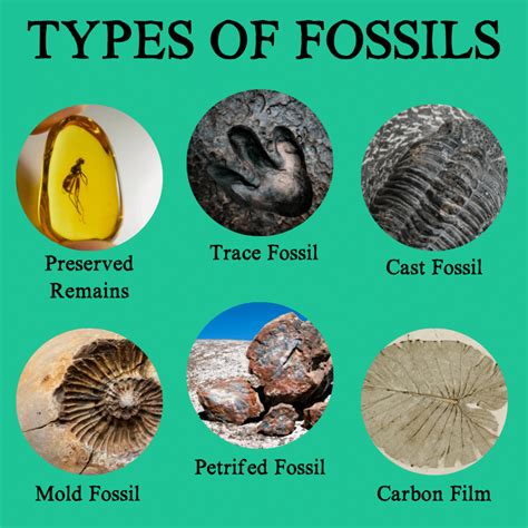 four types of trace fossils.